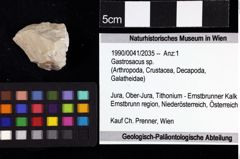 Foto (Objket + Etiketten) von Gastrosacus sp. 